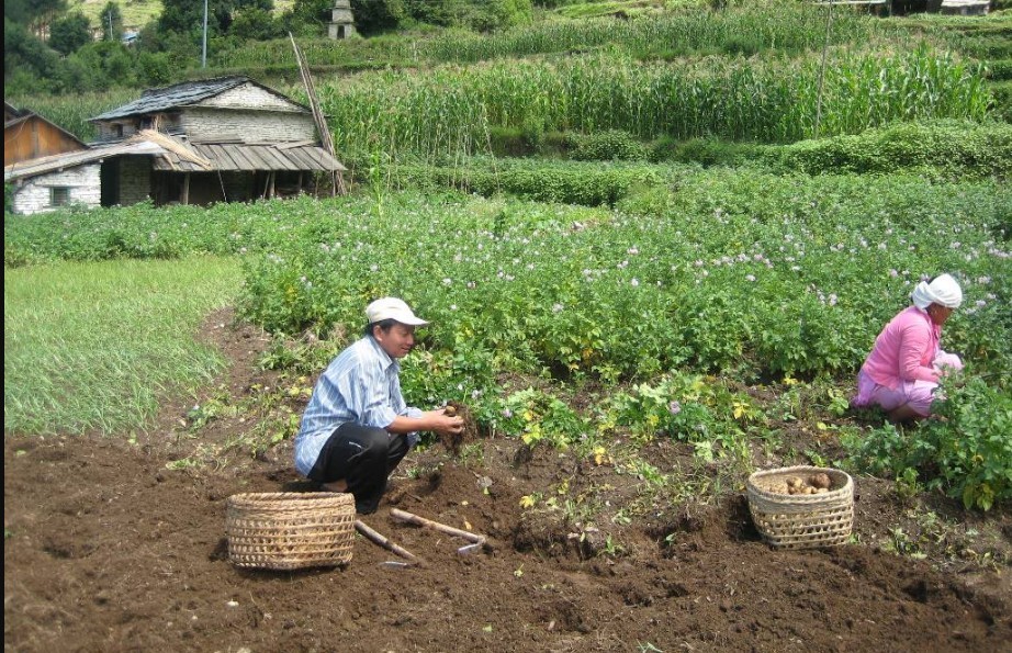 जोन क्षेत्रकै आलुमा सङ्कटः प्रधानमन्त्री कृषि आधुनिकीकरण परियोजना सुपर फ्लप