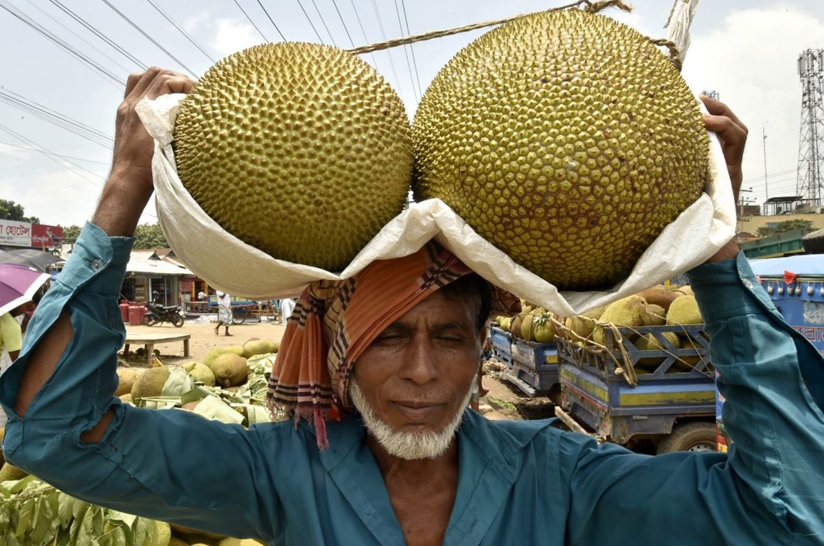 jackfruit- katahar.JPG