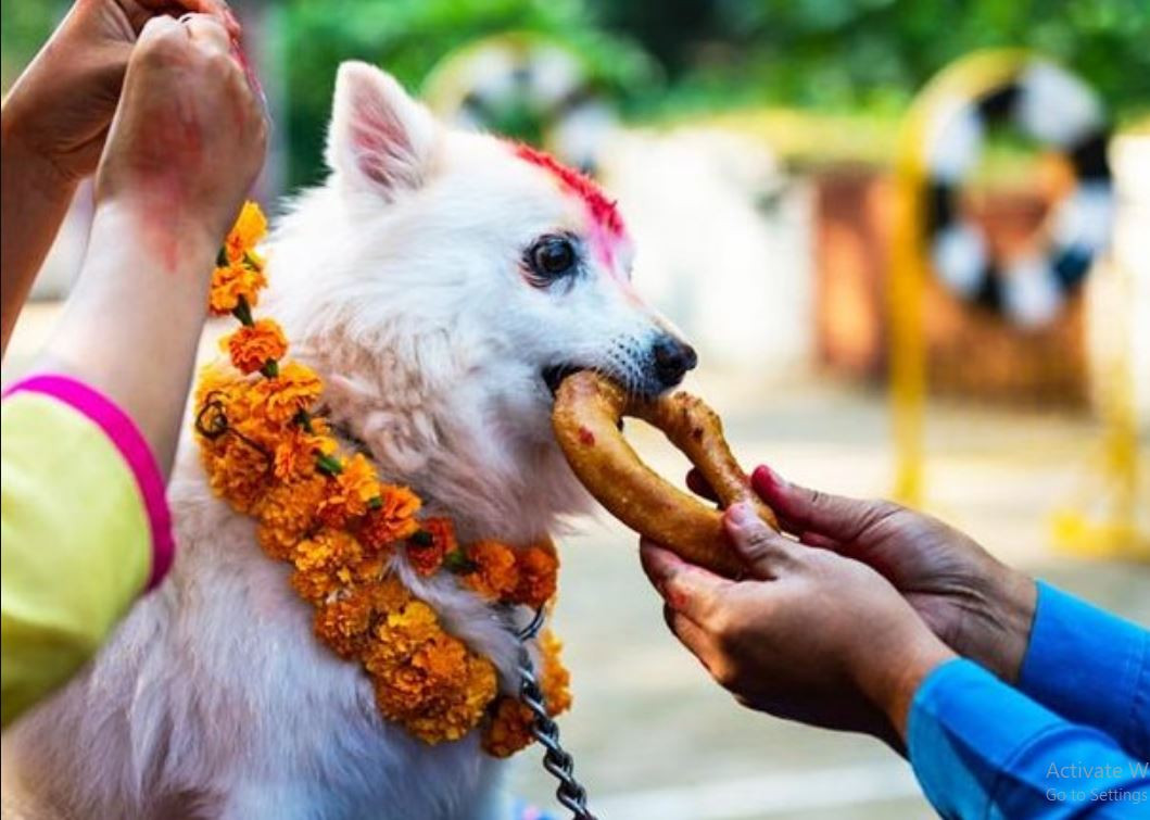 कात्तिक कृष्ण चतुर्दशी : नरक चतुर्दशी, कुकुर तिहार मनाइँदै, कसरी सुरु भयो यो प्रचलन ?