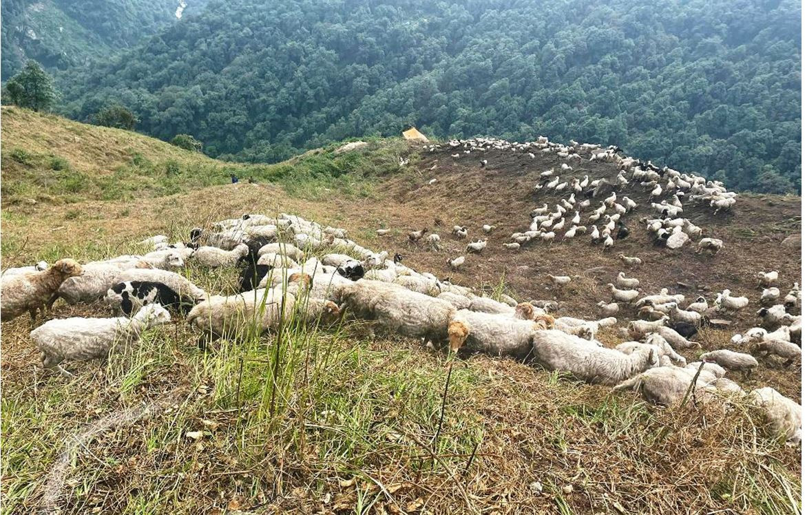 छ दशकदेखि भेडापालक किसान भन्दछन्ः ‘कृषि अनुदान भन्ने थाहा छैन’