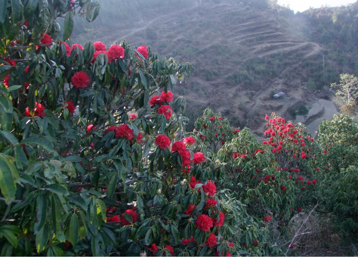 समय अगावै फुल्दै लालिगुराँस, लोप हुँदै पैयुँ