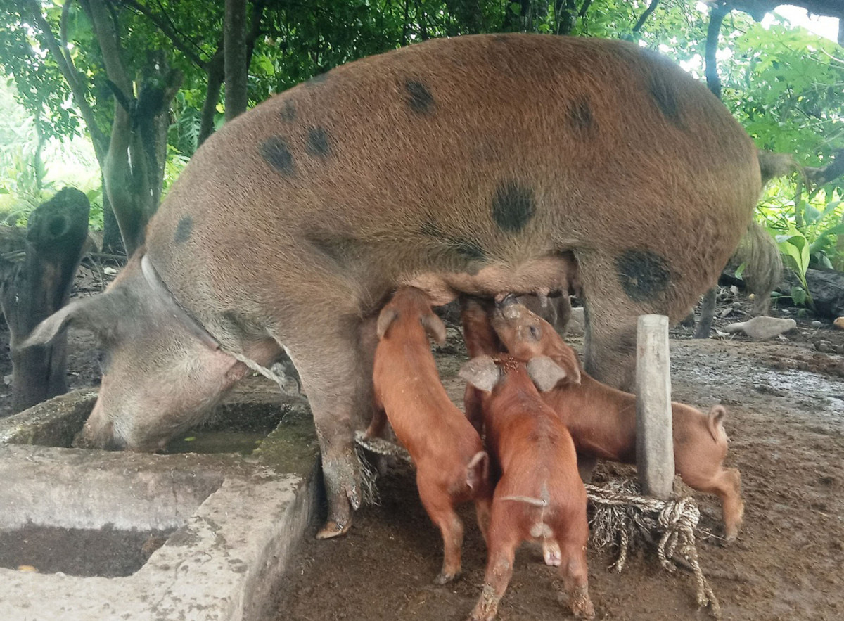 ‘अफ्रिकन स्वाइन फिवर’ नियन्त्रणमा