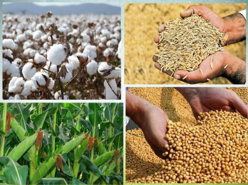 कर्णाली प्रदेशमा कृषि उत्पादन २७ प्रतिशतले बढ्यो, कुन खाद्य तथा अन्य बालीको उत्पादन कति ?