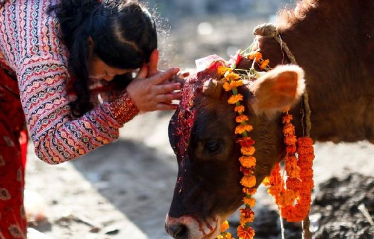 कात्तिक शुक्ल प्रतिपदा : गोरु, गोवर्द्धन र हली पूजा