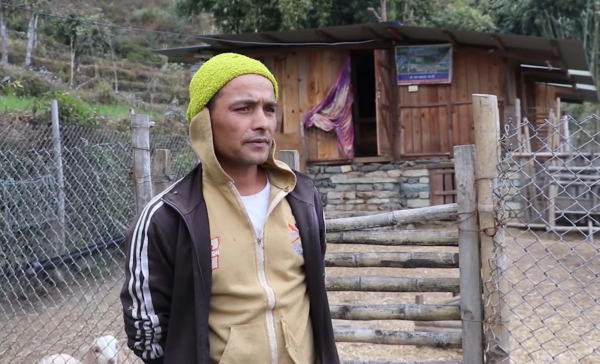 विदेशको दुःखले गाउँमा उद्यमी बनेका बलबहादुर, वार्षिक २० वटासम्म बोका बिक्री