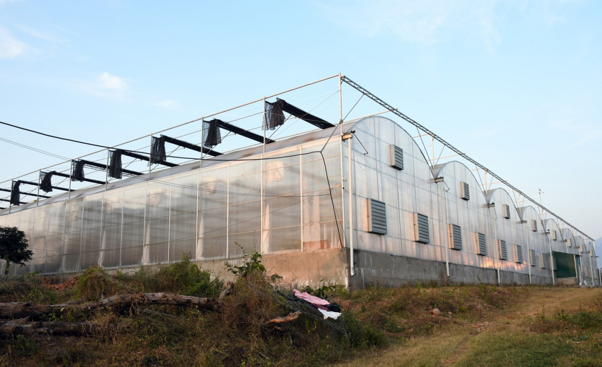 Green house.jpg