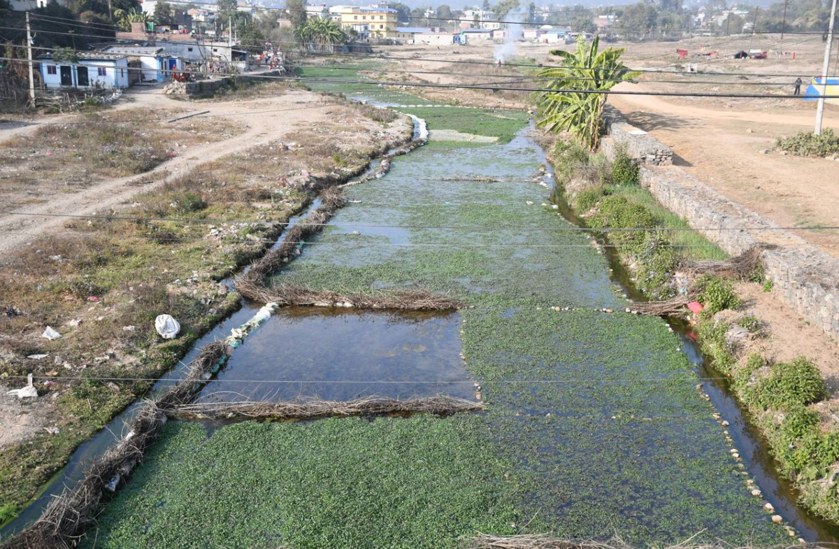 खोले सागको व्यवसायिक खेती