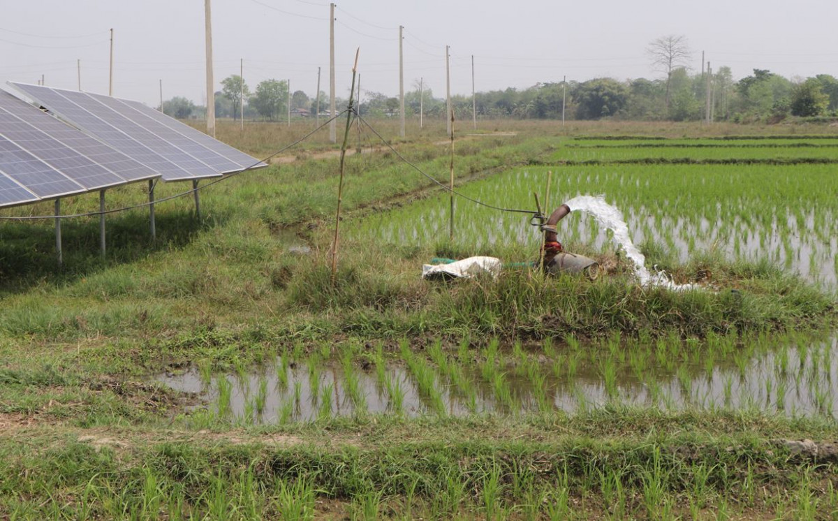 सिँचाइको व्यवस्थासँगै भरतपुर चैते धानले हराभरा, दुई बाली धान र एक बाली तोरी र फापर लगाउँछन् किसान