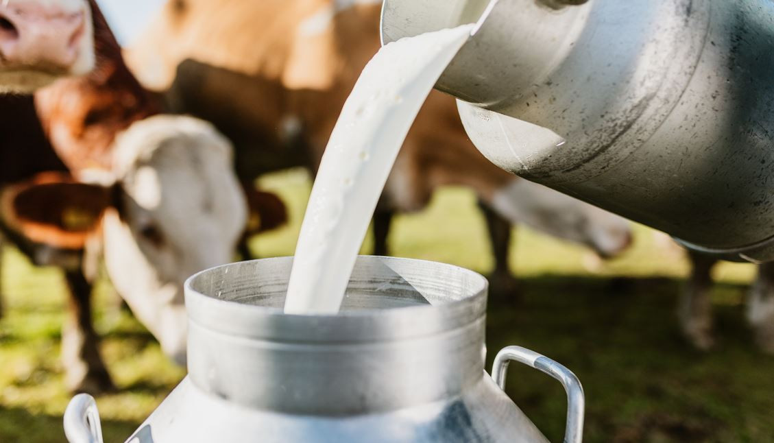 दूधमा बर्ड फ्लुको ‘एचफाइभ एनवान’ सङ्क्रमण भेटियो,  ‘पाश्चराइजेशन’ले भाइरस मार्ने