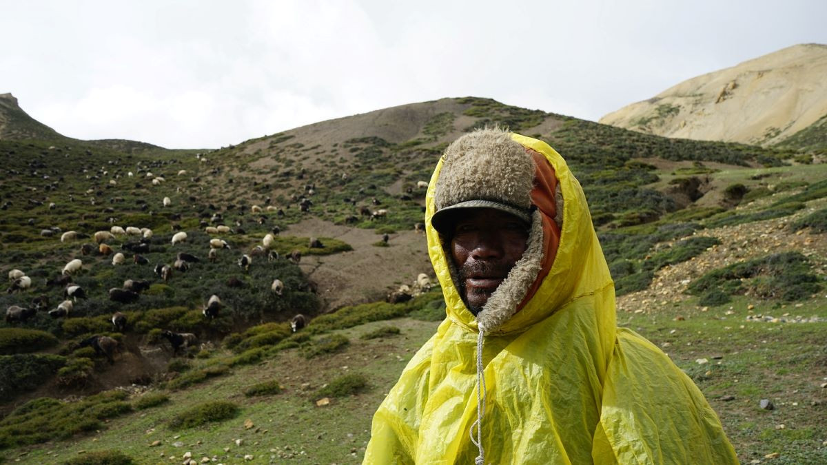 ५ सयभन्दा बढी भेडा च्याङ्ग्रा हेर्ने हिमाली गोठाला