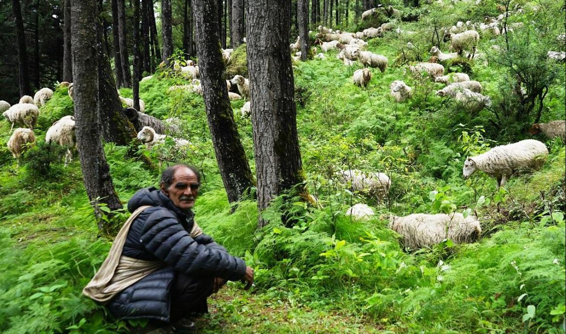 भेडीगोठको बिडम्बना  : विदेशिए गोठाला, हराए गोठ, पशुपालन पेशा सङ्कटमा !