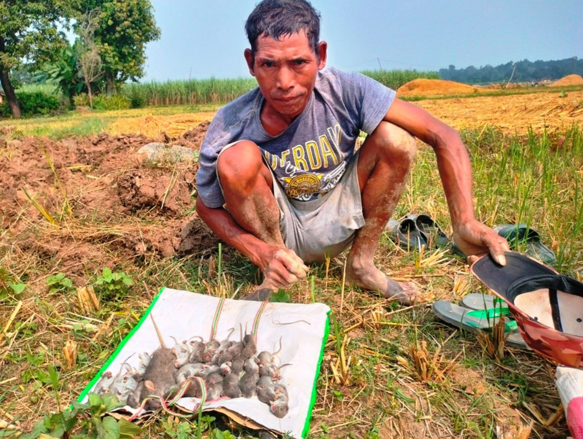 धानबाली भित्र्याएर फुर्सदिला भएका थारू मुसाको शिकार गर्न व्यस्त