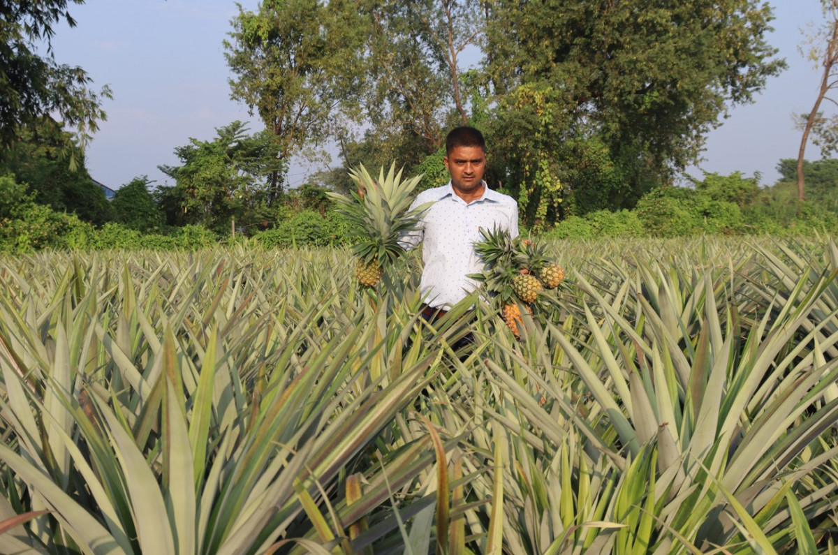 नेपाल प्रहरीको रिटार्यट अर्जुन विष्ट भुइँकटहर खेतीबाट कमाउँछन् वार्षिक रु १५ लाखबढि