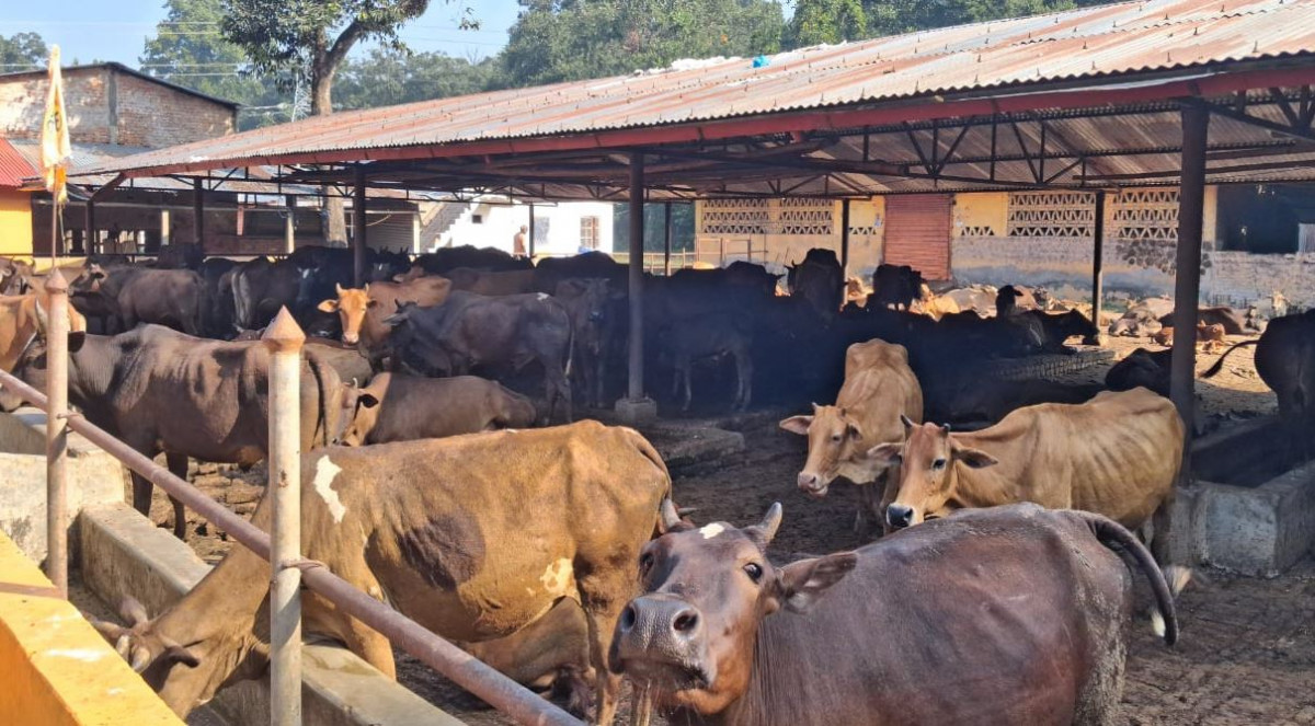 स्थानीय जातका गाई संरक्षण गर्न एक करोडको कोष, १० करोड जम्मा गर्ने लक्ष्य