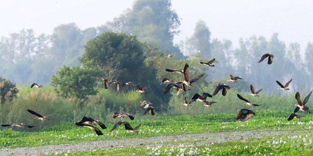 आगन्तुक चराको चिरबिरले मनमोहक घोडाघोडी