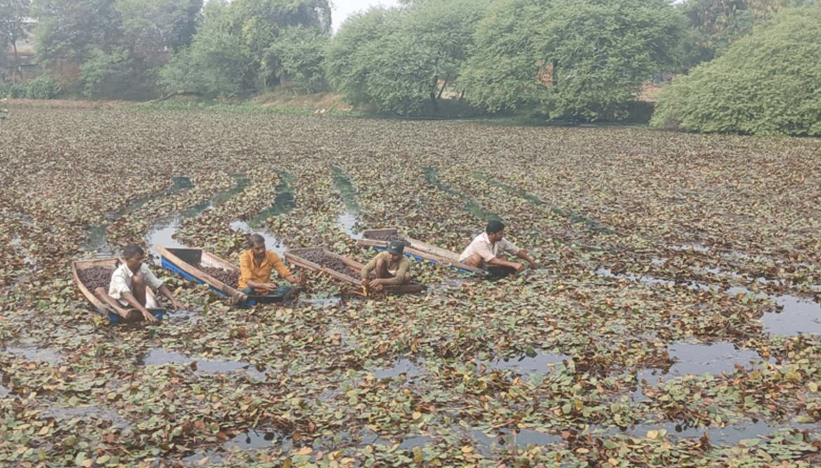 व्यावसायिक सिँगडाखेतीबाट गाउँमै लाखौँ आम्दानी, एक पटक बीउ लगाउँदा तीन पटकसम्म टिप्न मिल्ने